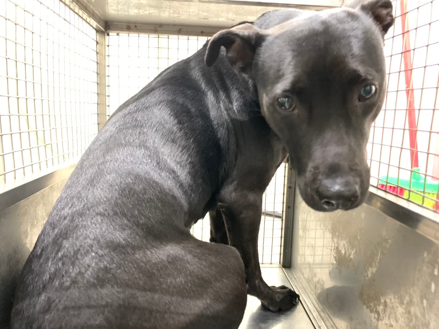 混種犬待認養照片