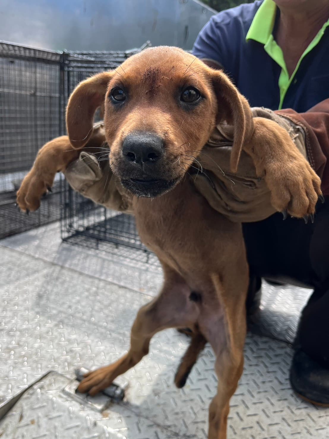 混種犬待認養照片