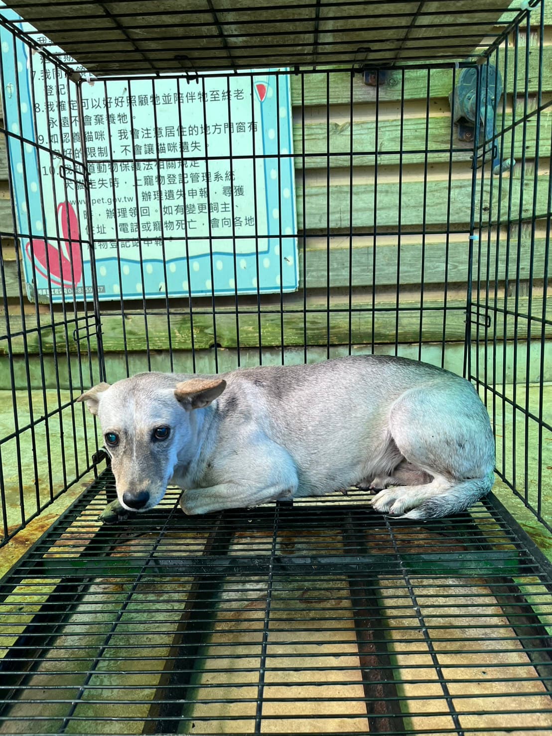 混種犬待認養照片