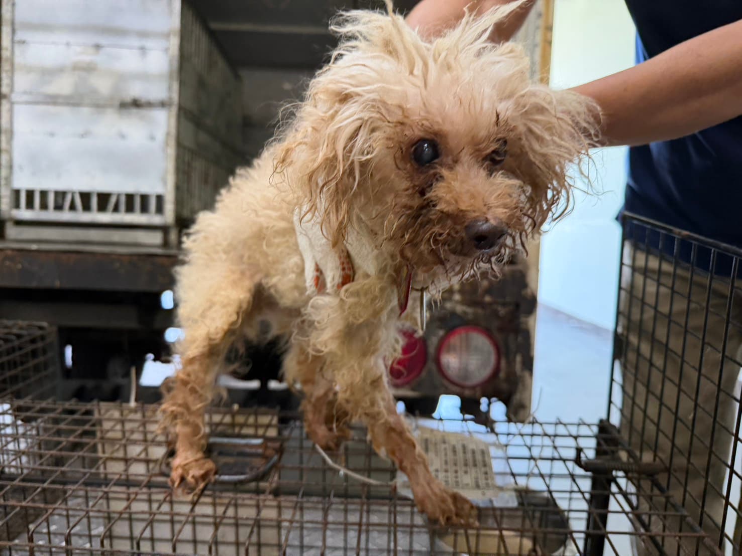 貴賓犬待認養照片
