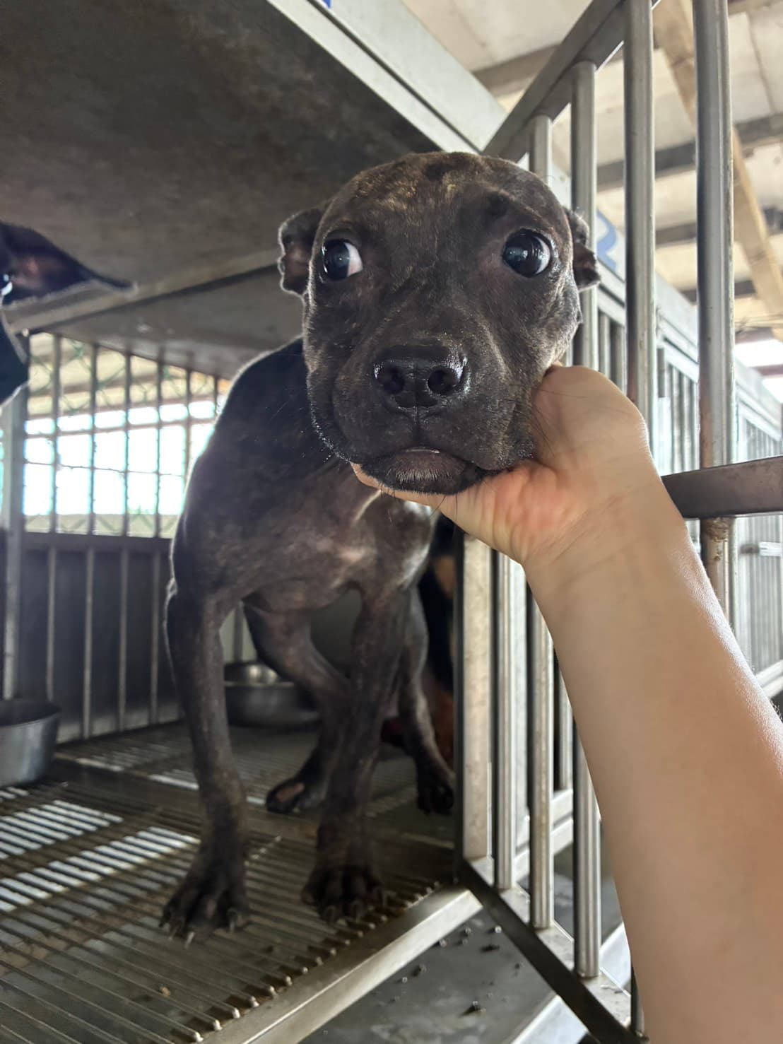 混種犬待認養照片