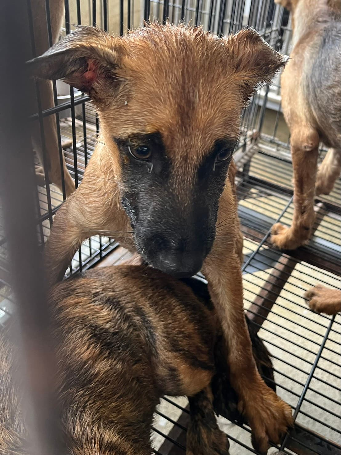 混種犬待認養照片