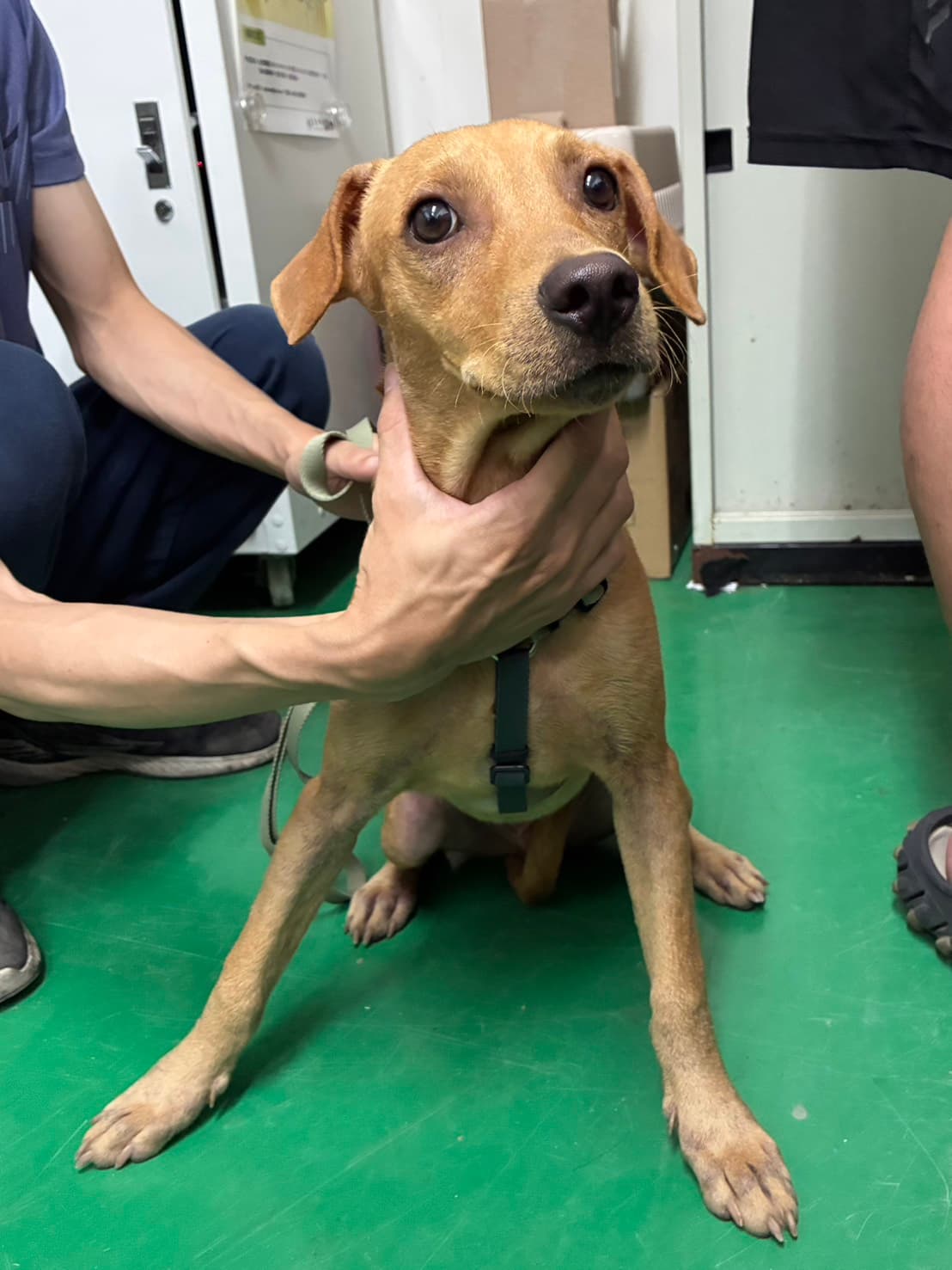混種犬待認養照片
