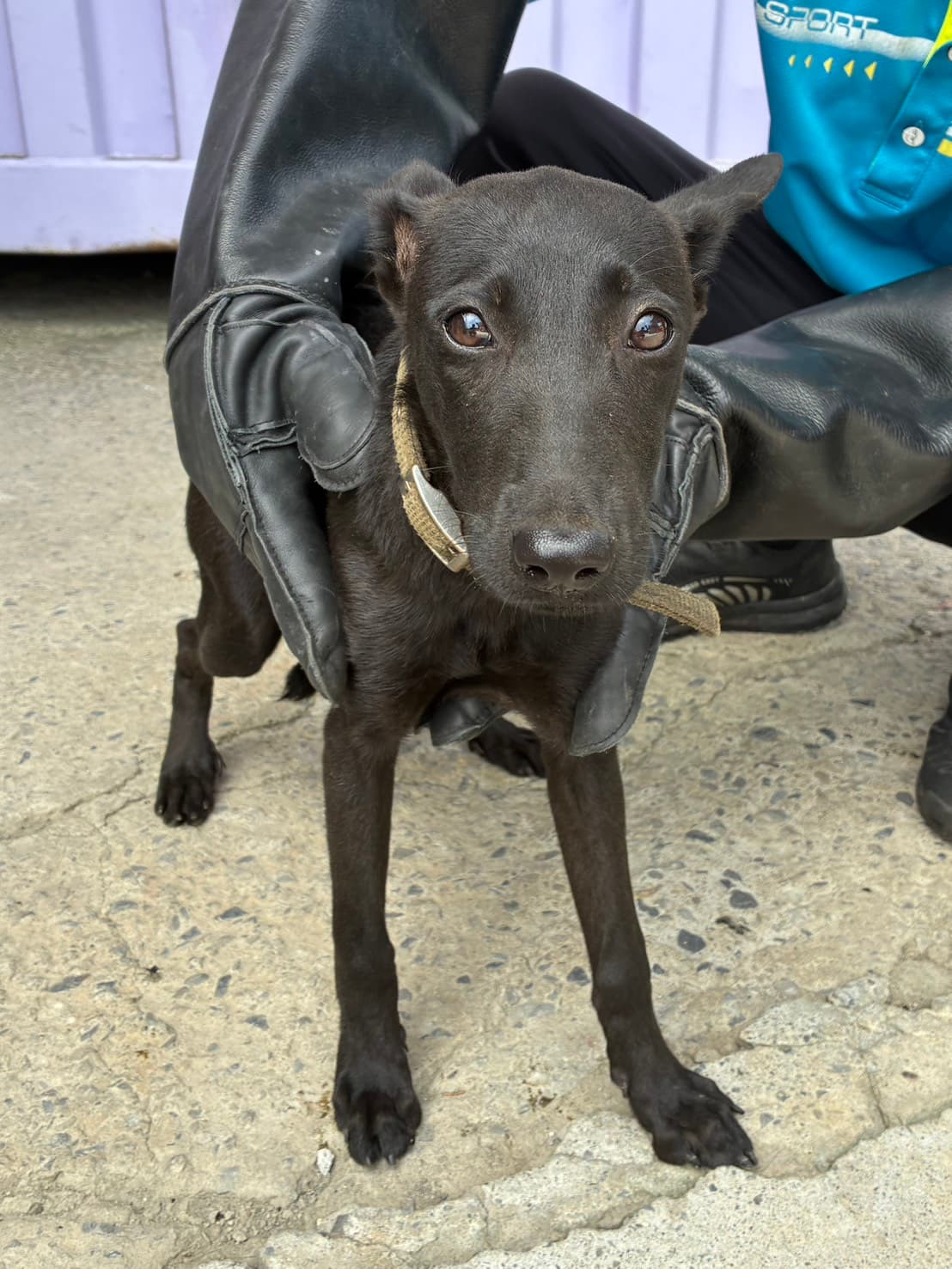 混種犬待認養照片