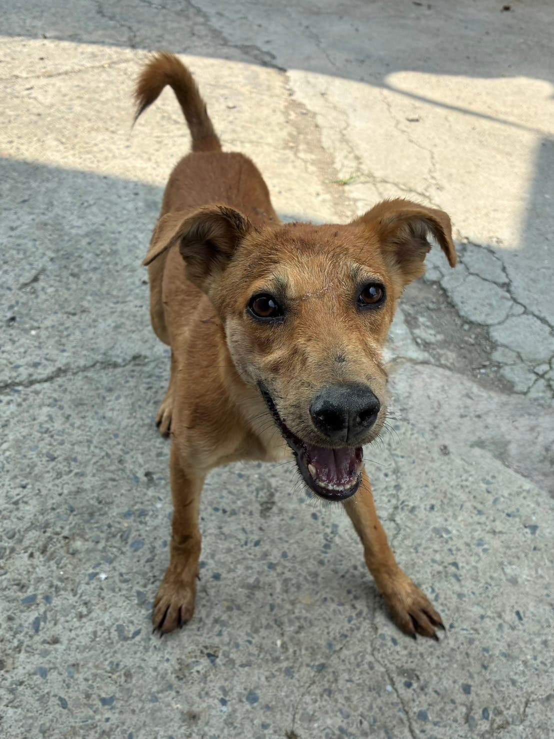 混種犬待認養照片