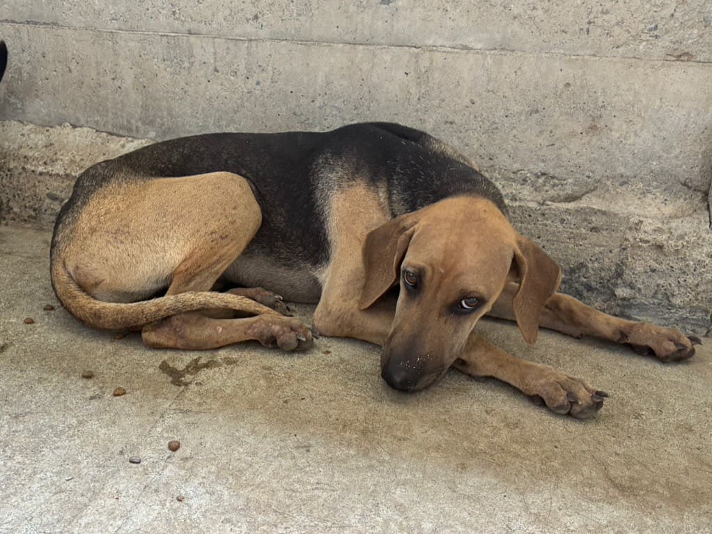 混種犬待認養照片