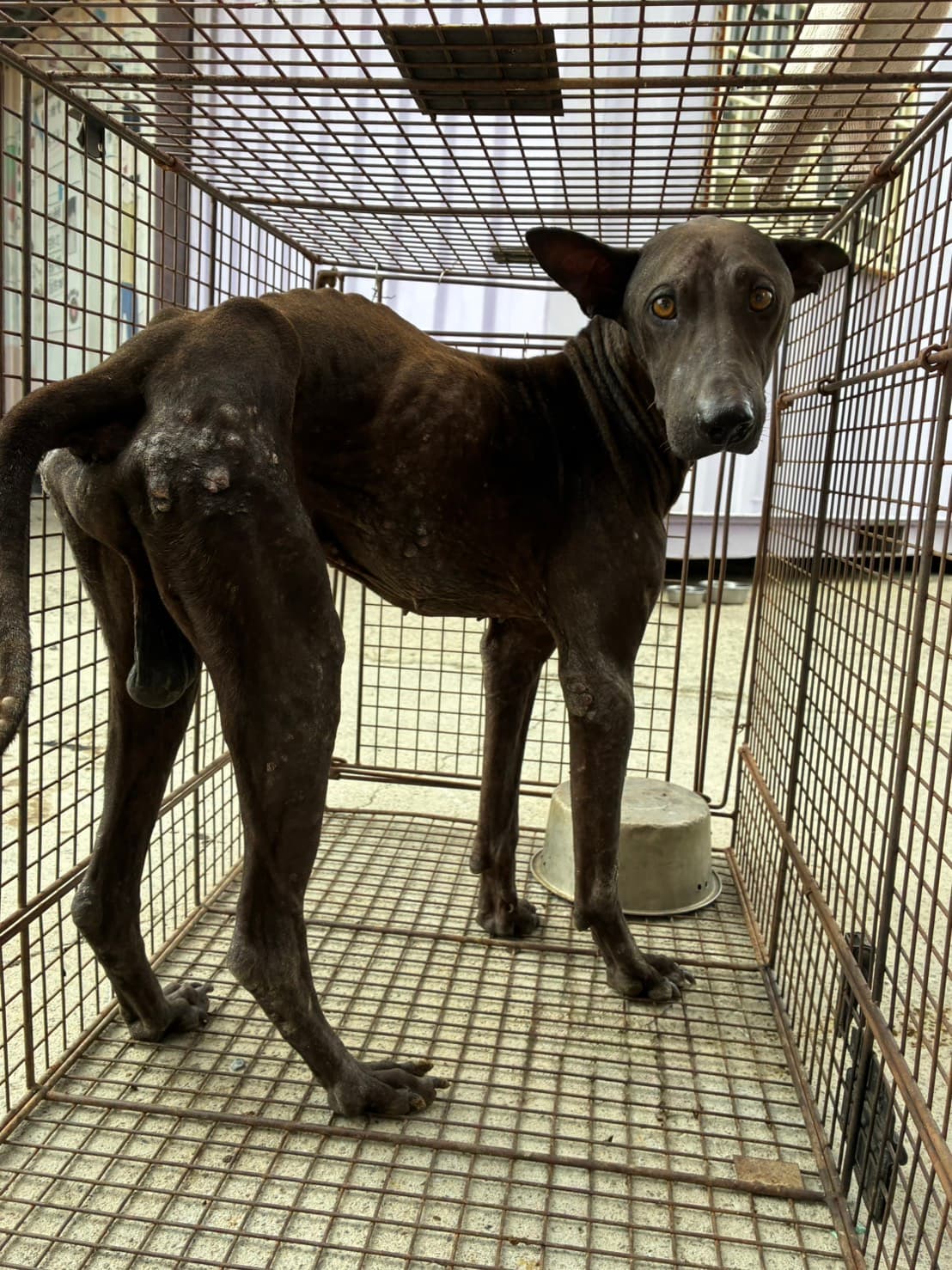 混種犬待認養照片