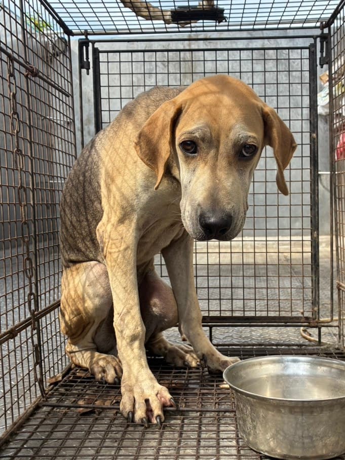 混種犬待認養照片