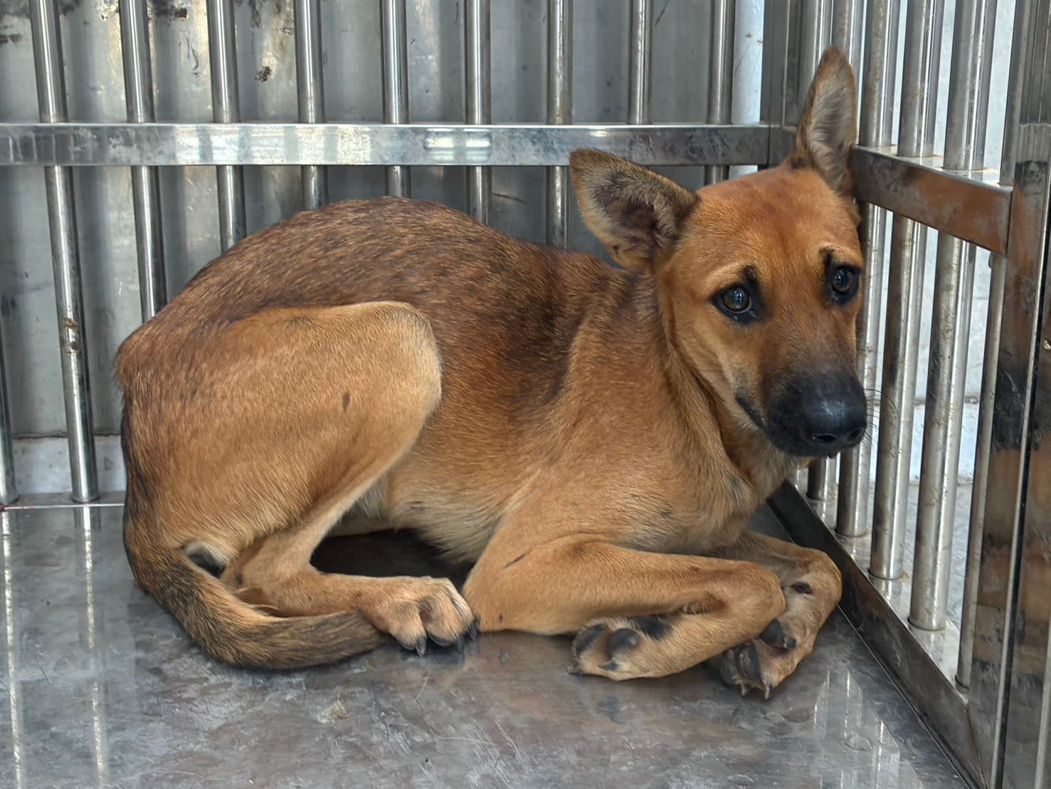 混種犬待認養照片
