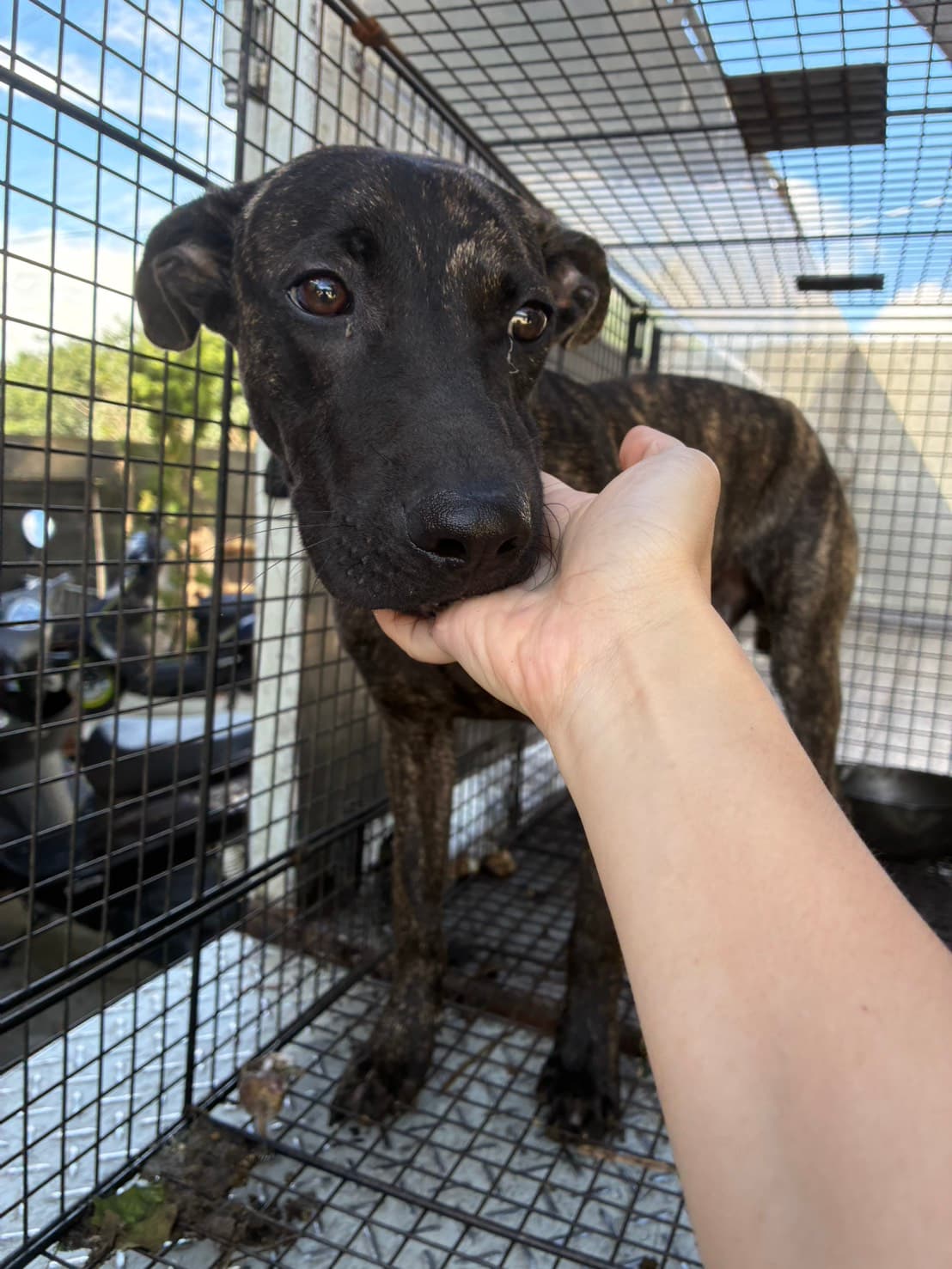混種犬待認養照片