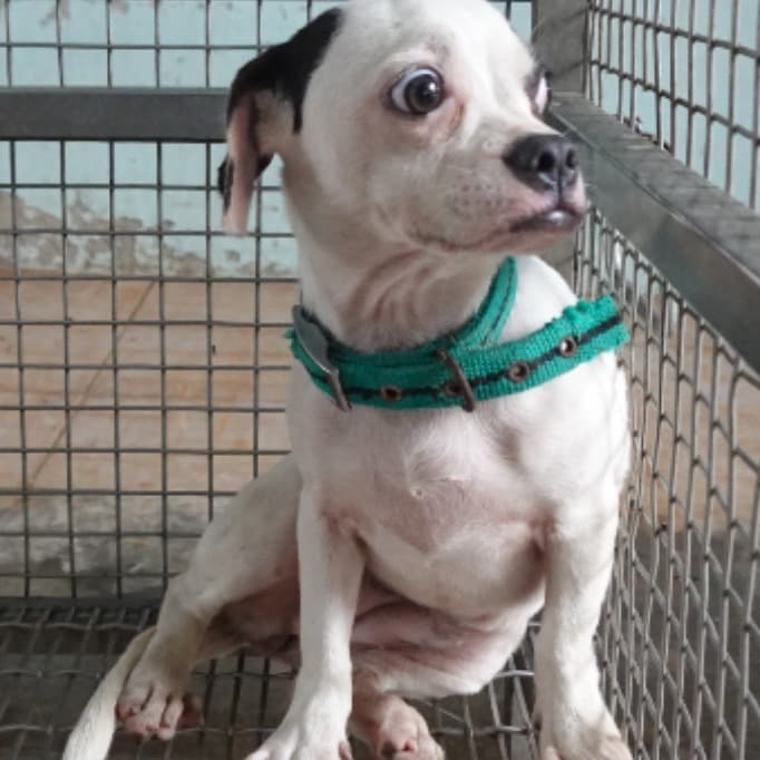 混種犬待認養照片