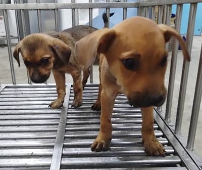 混種犬待認養照片