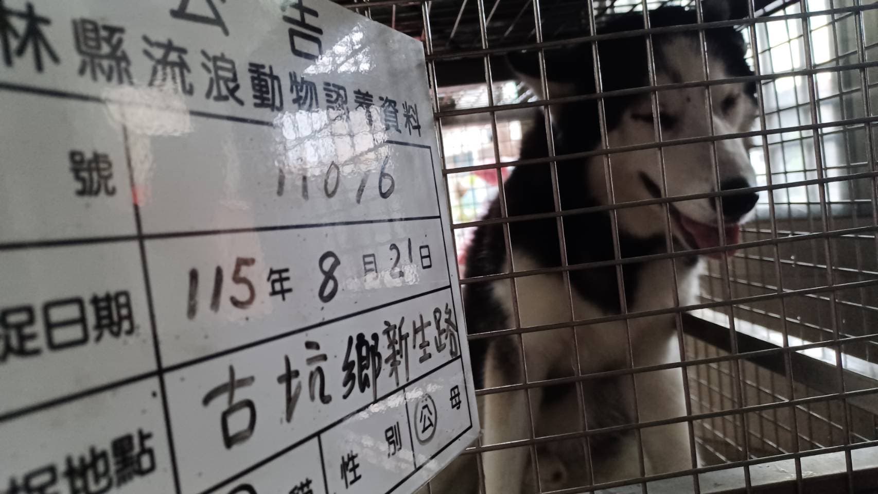 哈士奇(西伯利亞雪橇犬)待認養照片