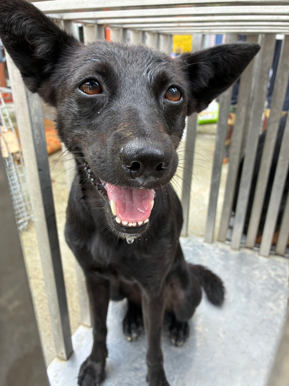 混種犬待認養照片