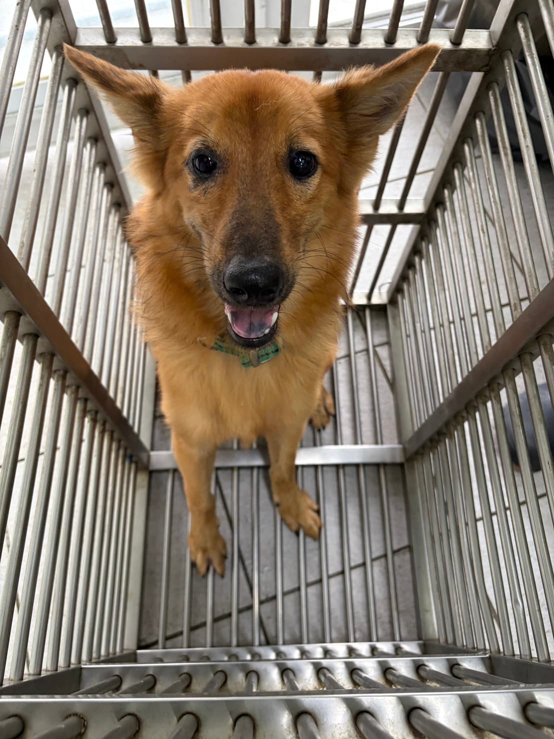 混種犬待認養照片