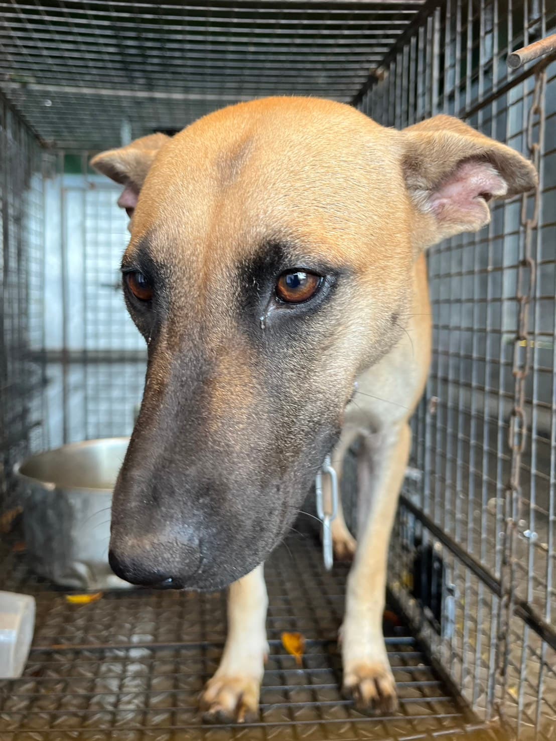 混種犬待認養照片