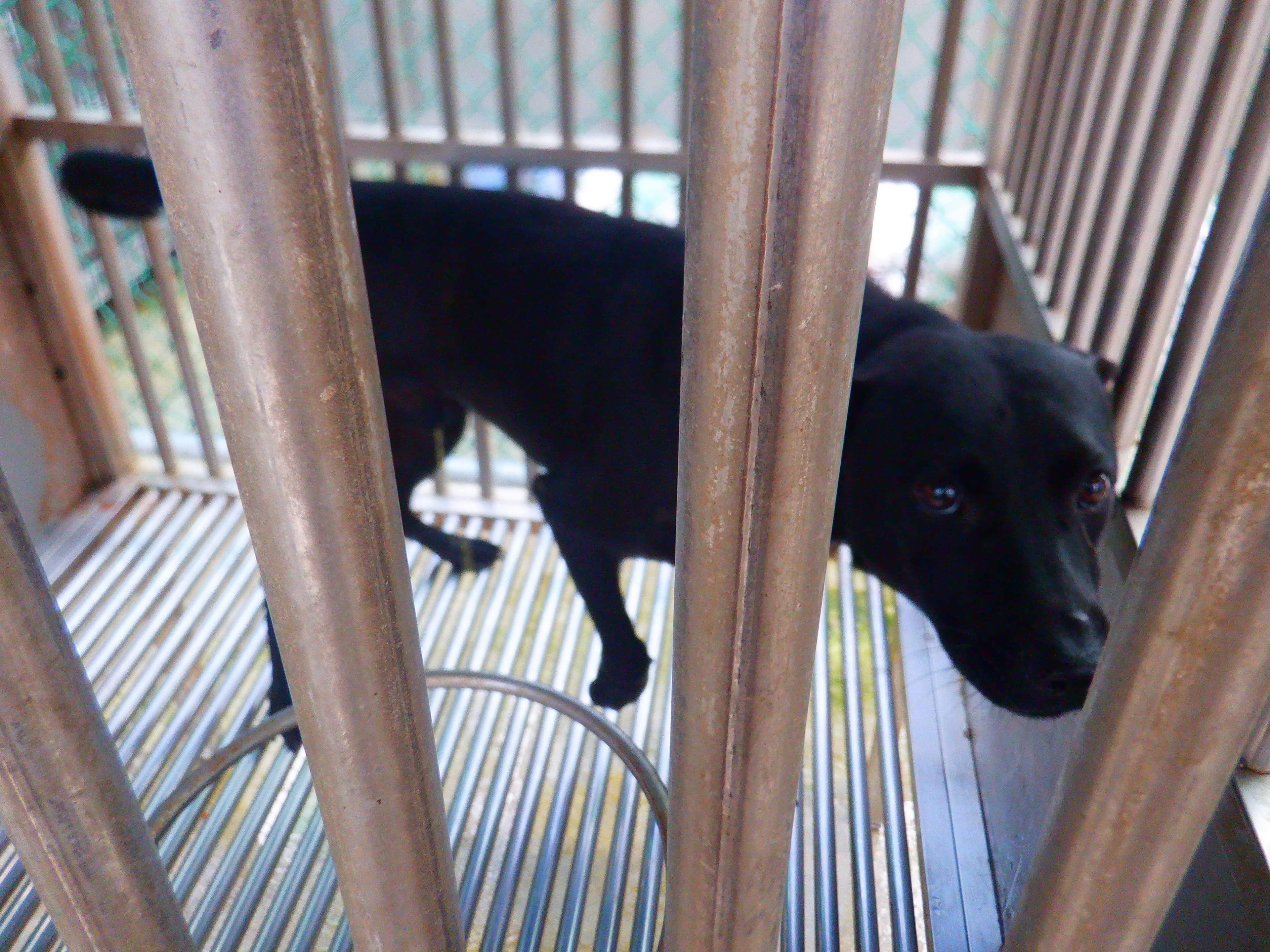 混種犬待認養照片