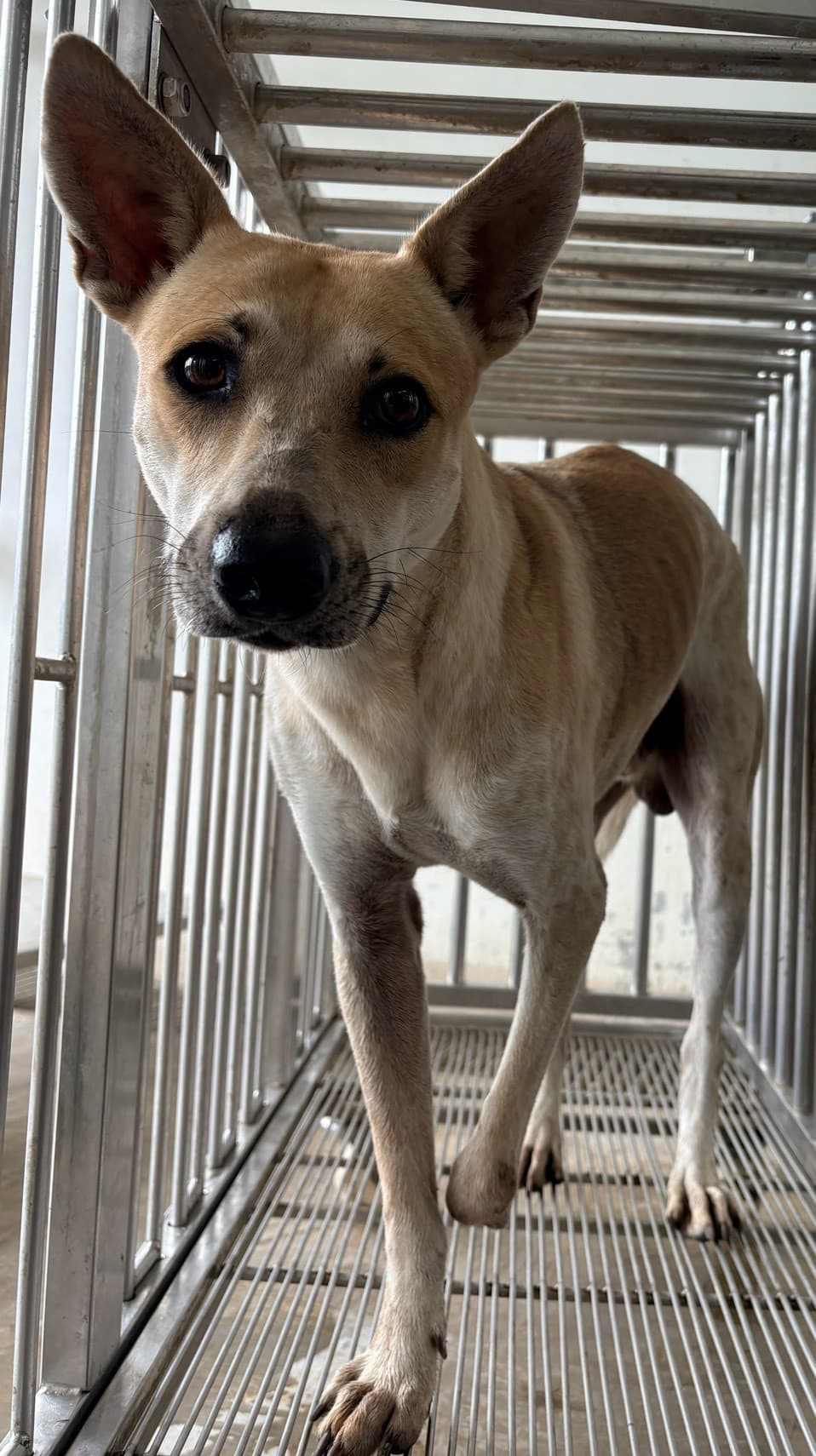 混種犬待認養照片