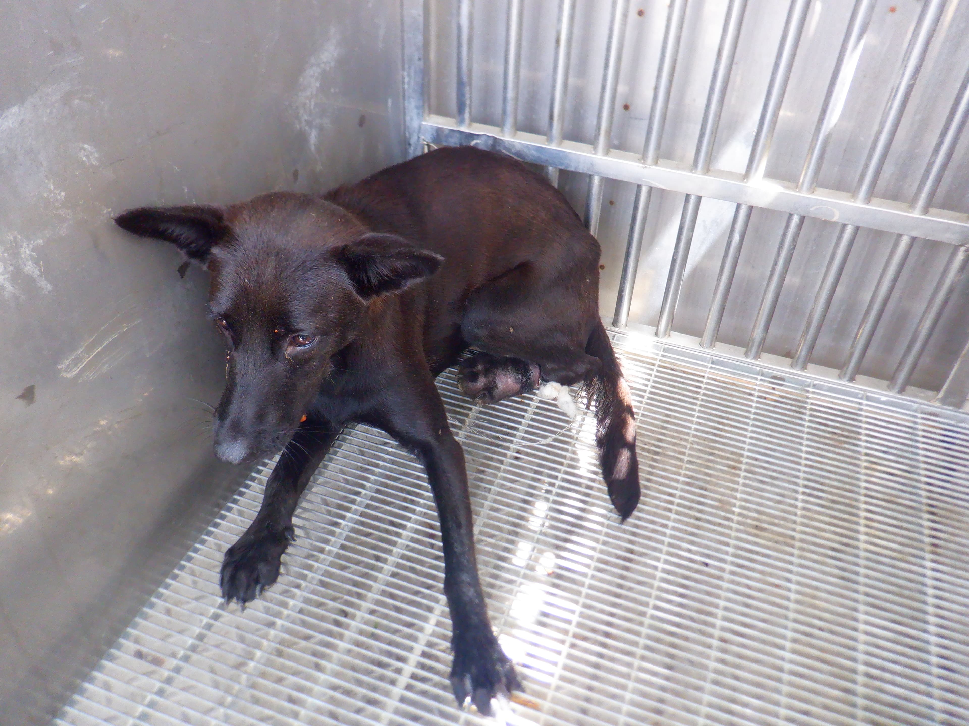 混種犬待認養照片
