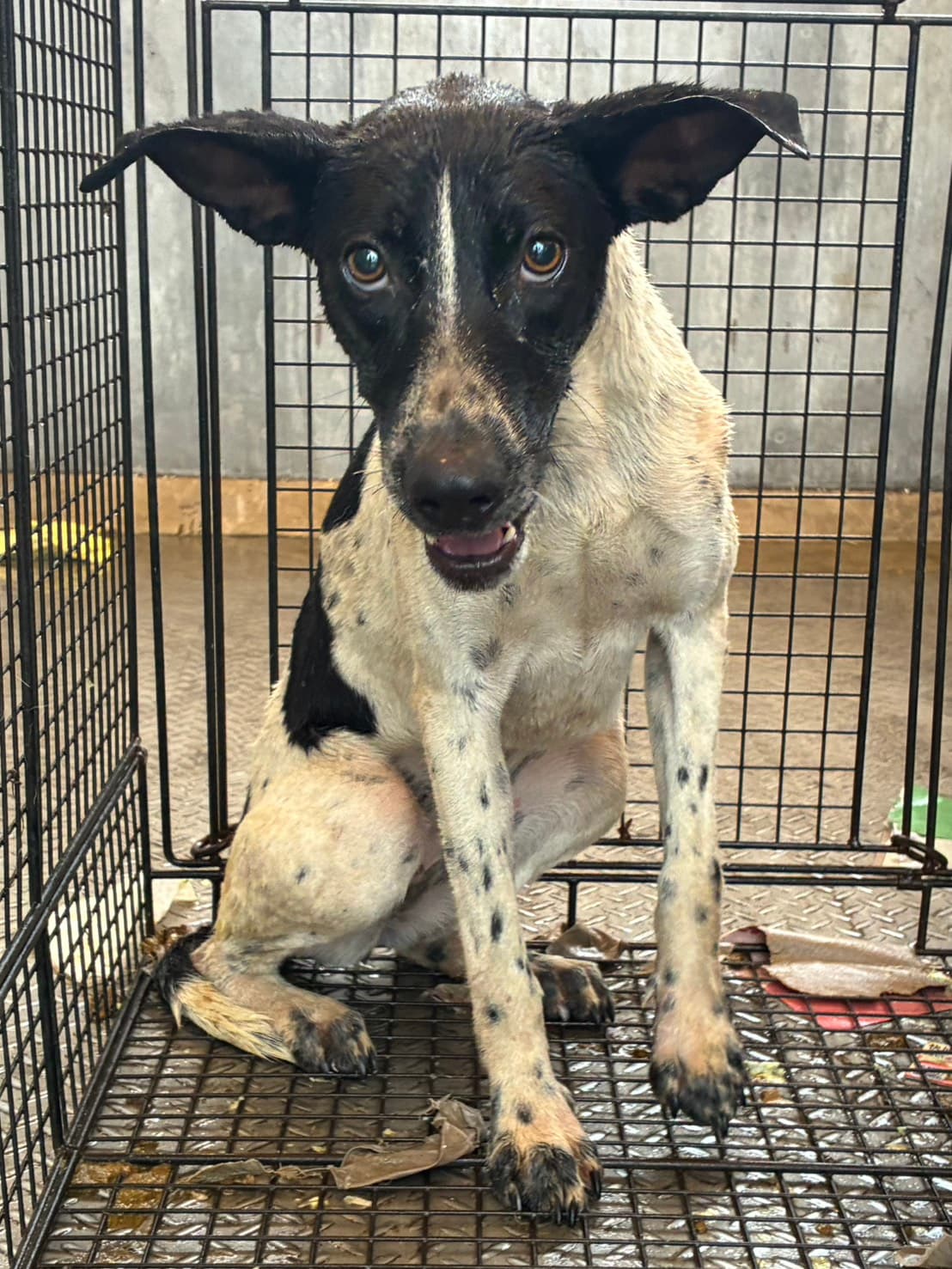 混種犬待認養照片