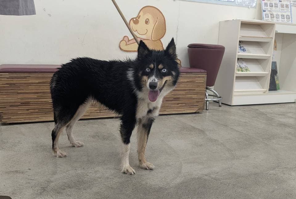混種犬待認養照片