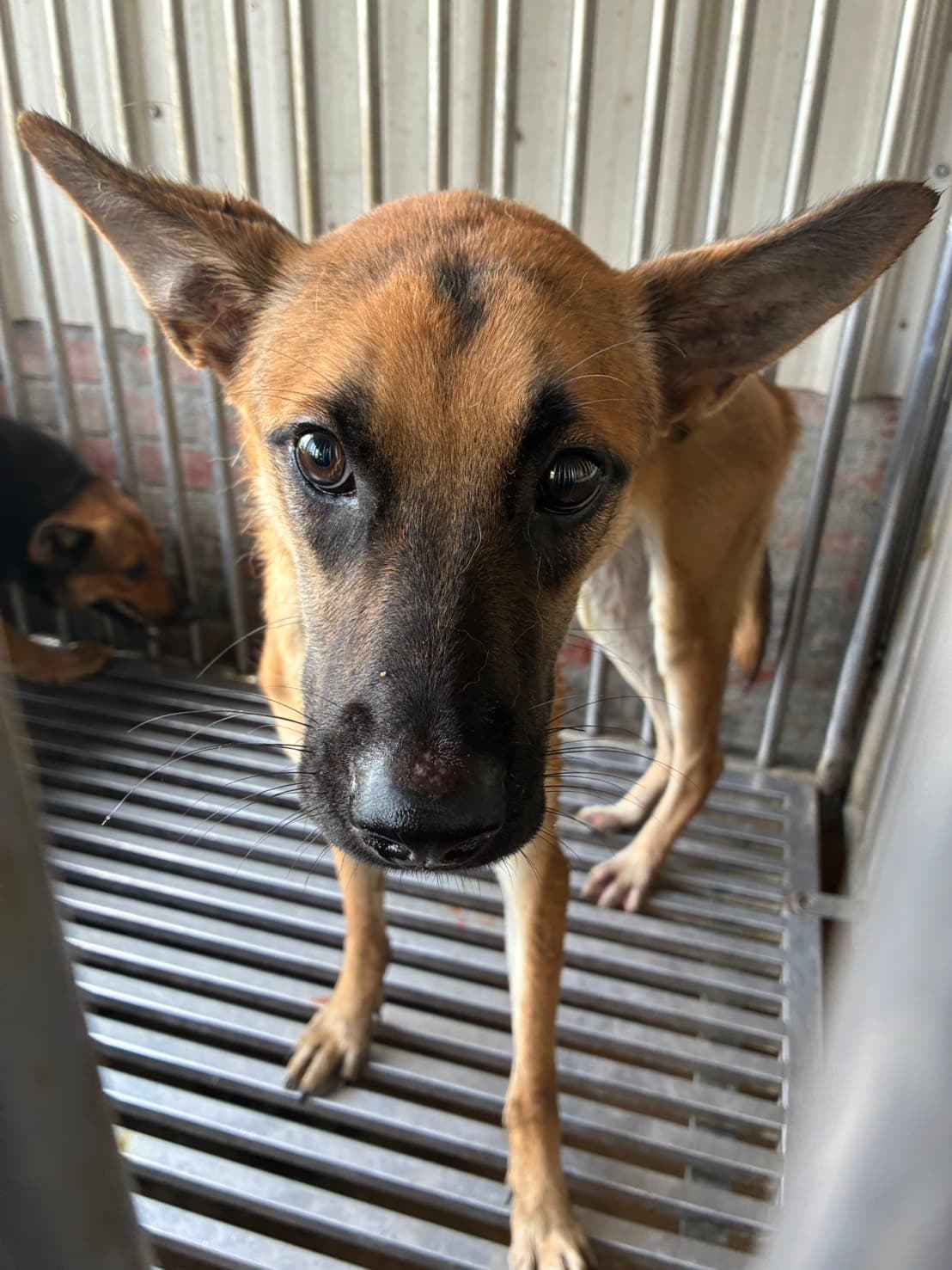 混種犬待認養照片