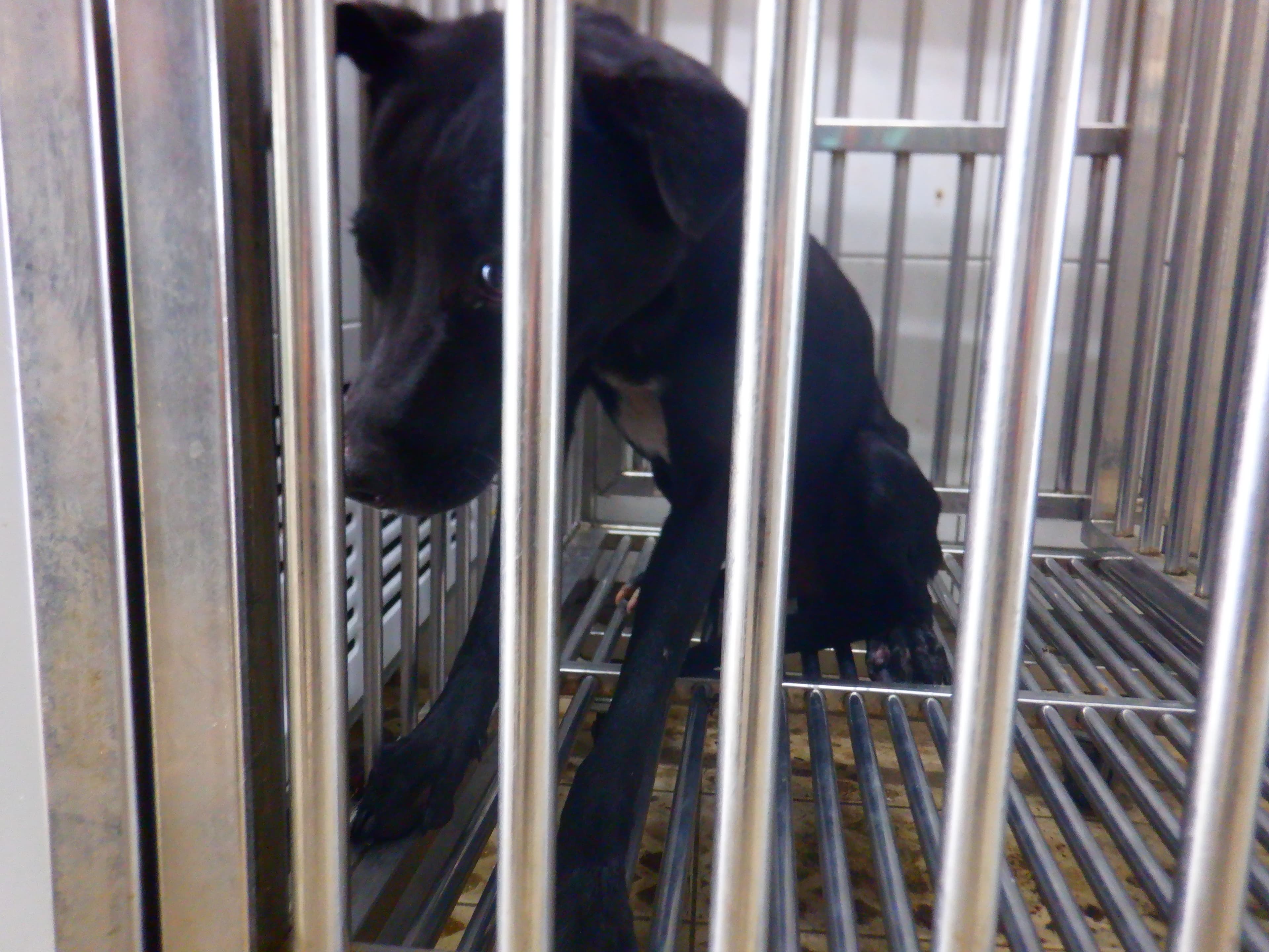 混種犬待認養照片