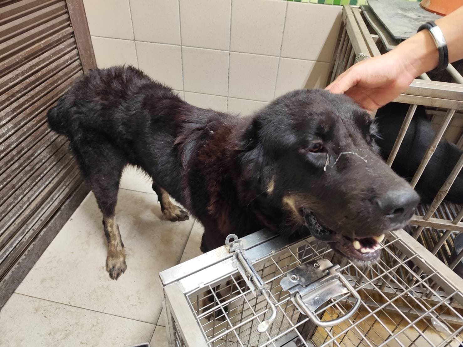 西藏獒犬待認養照片