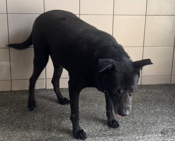 混種犬待認養照片