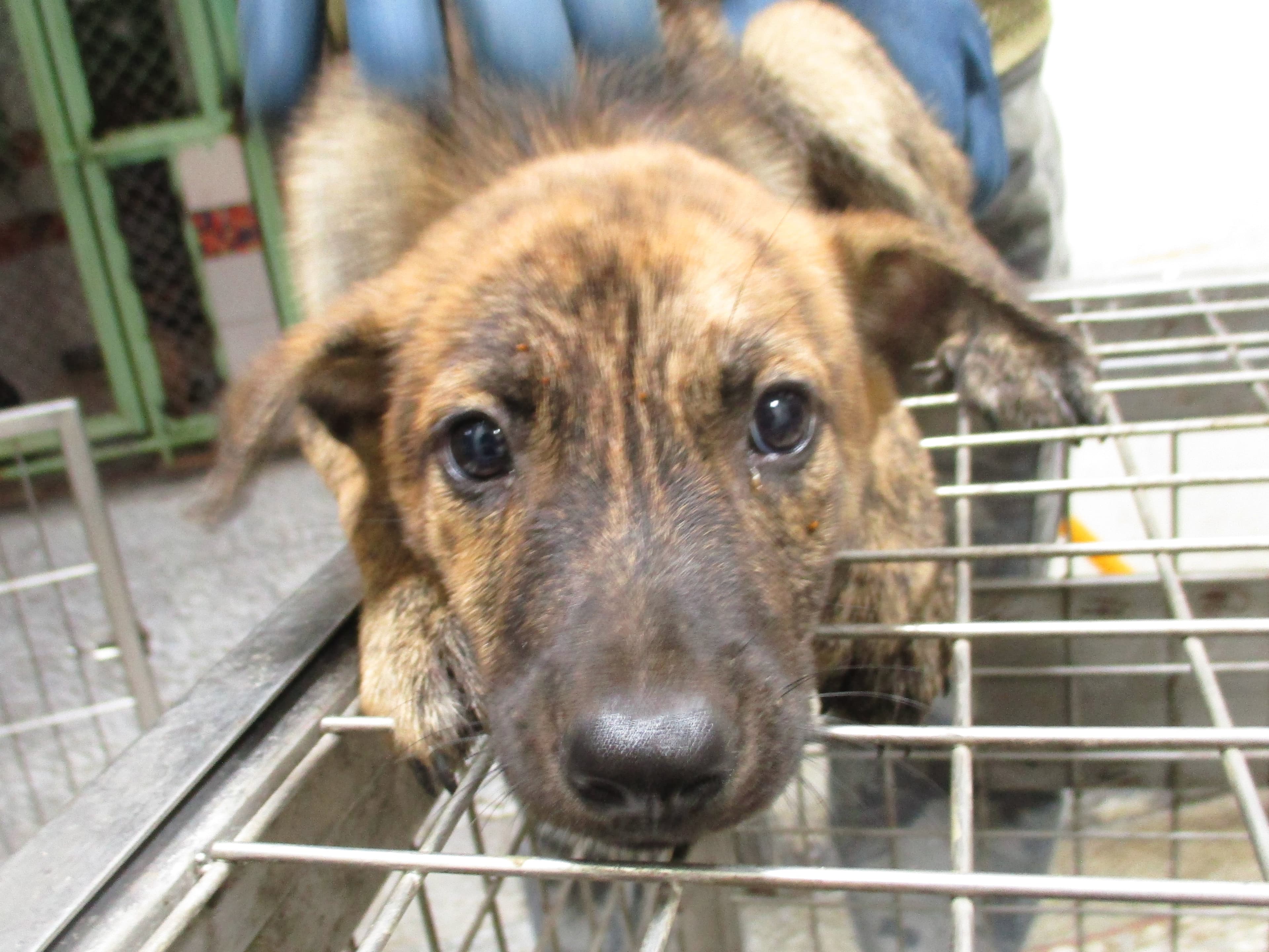 混種犬待認養照片