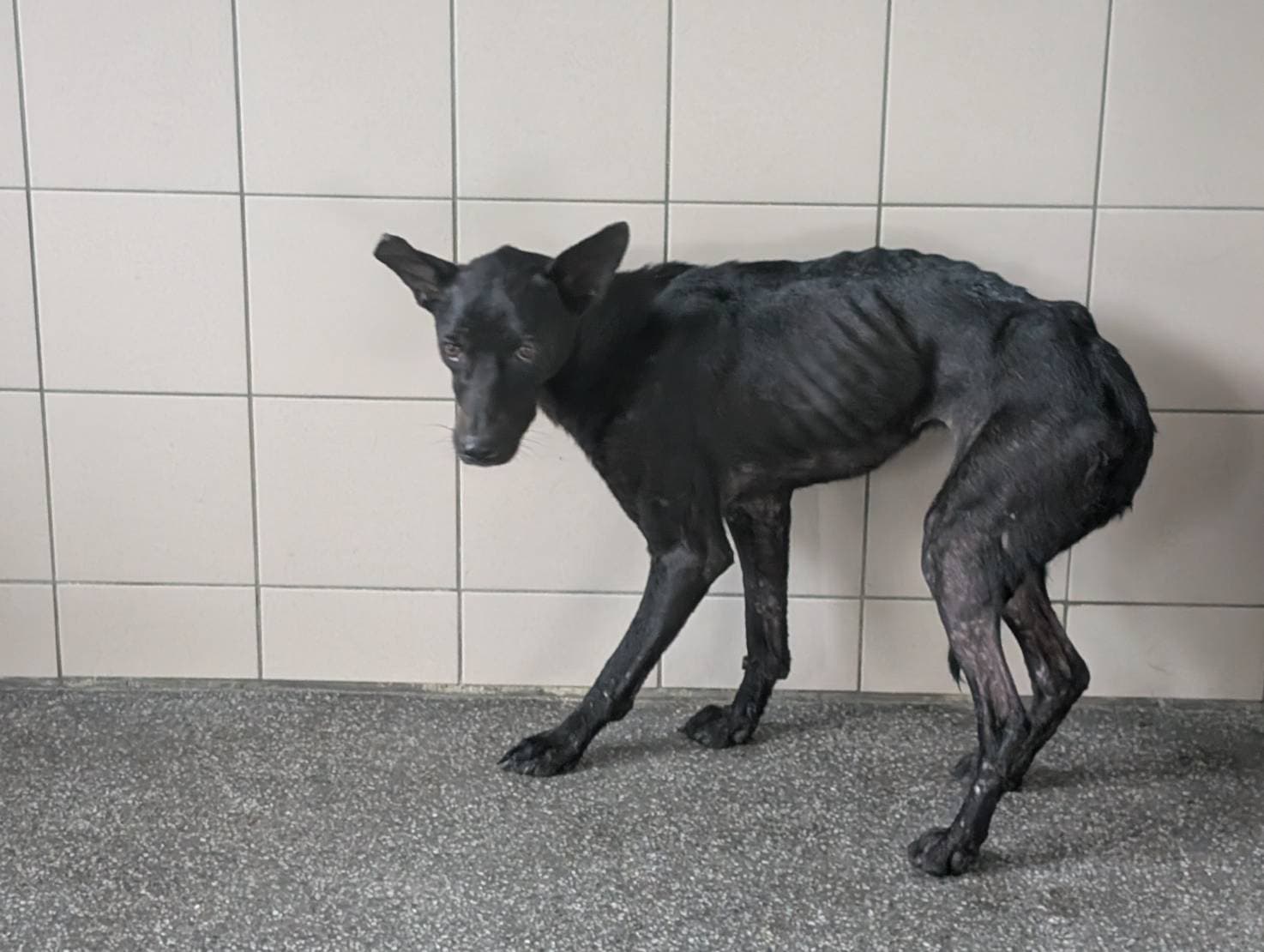 混種犬待認養照片