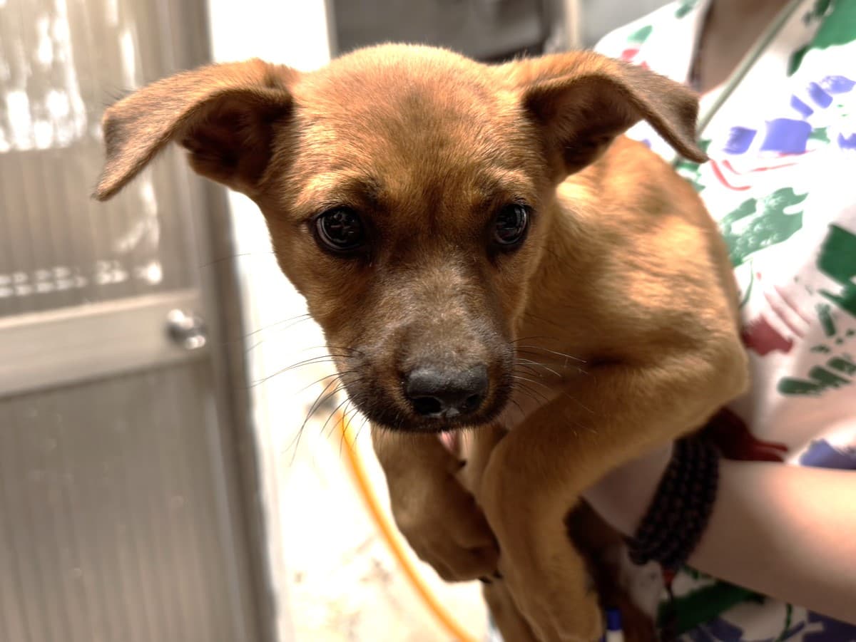 混種犬待認養照片