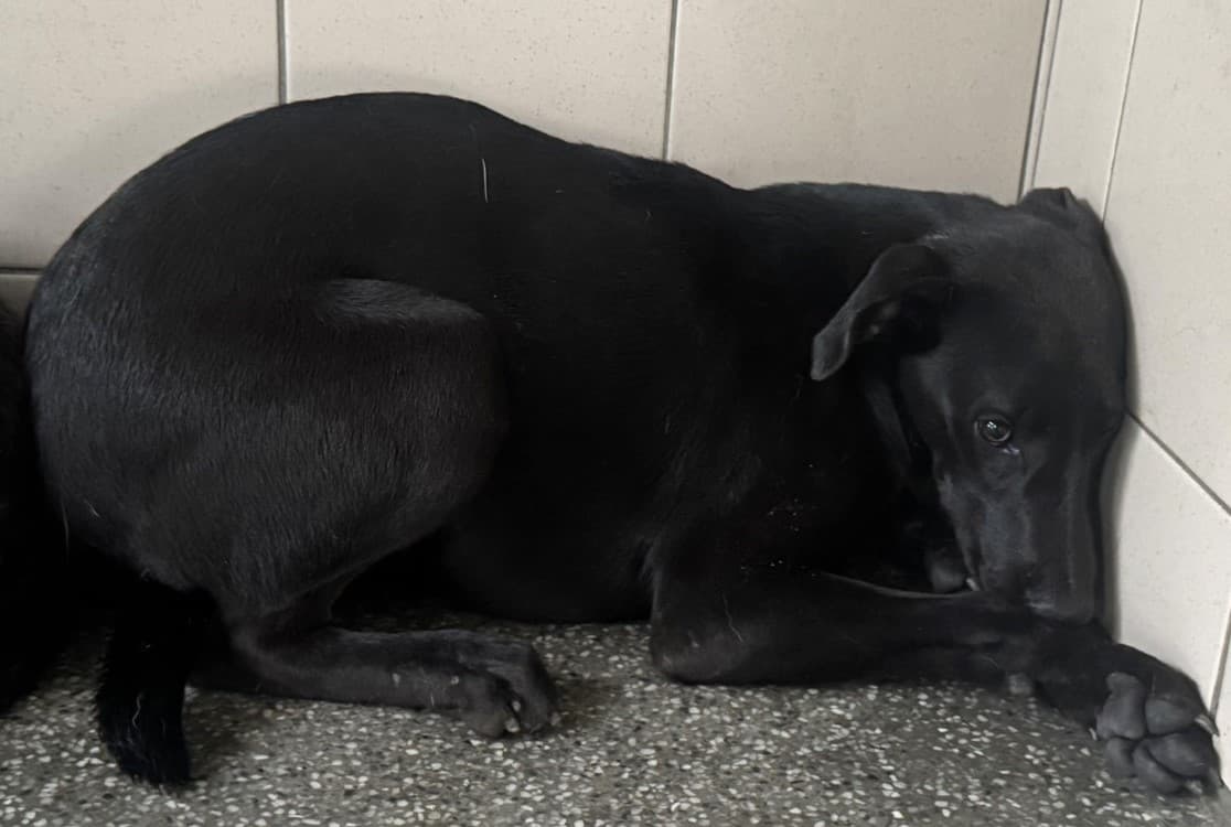 混種犬待認養照片