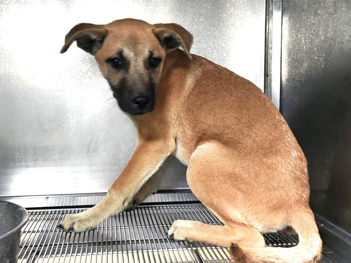 混種犬待認養照片