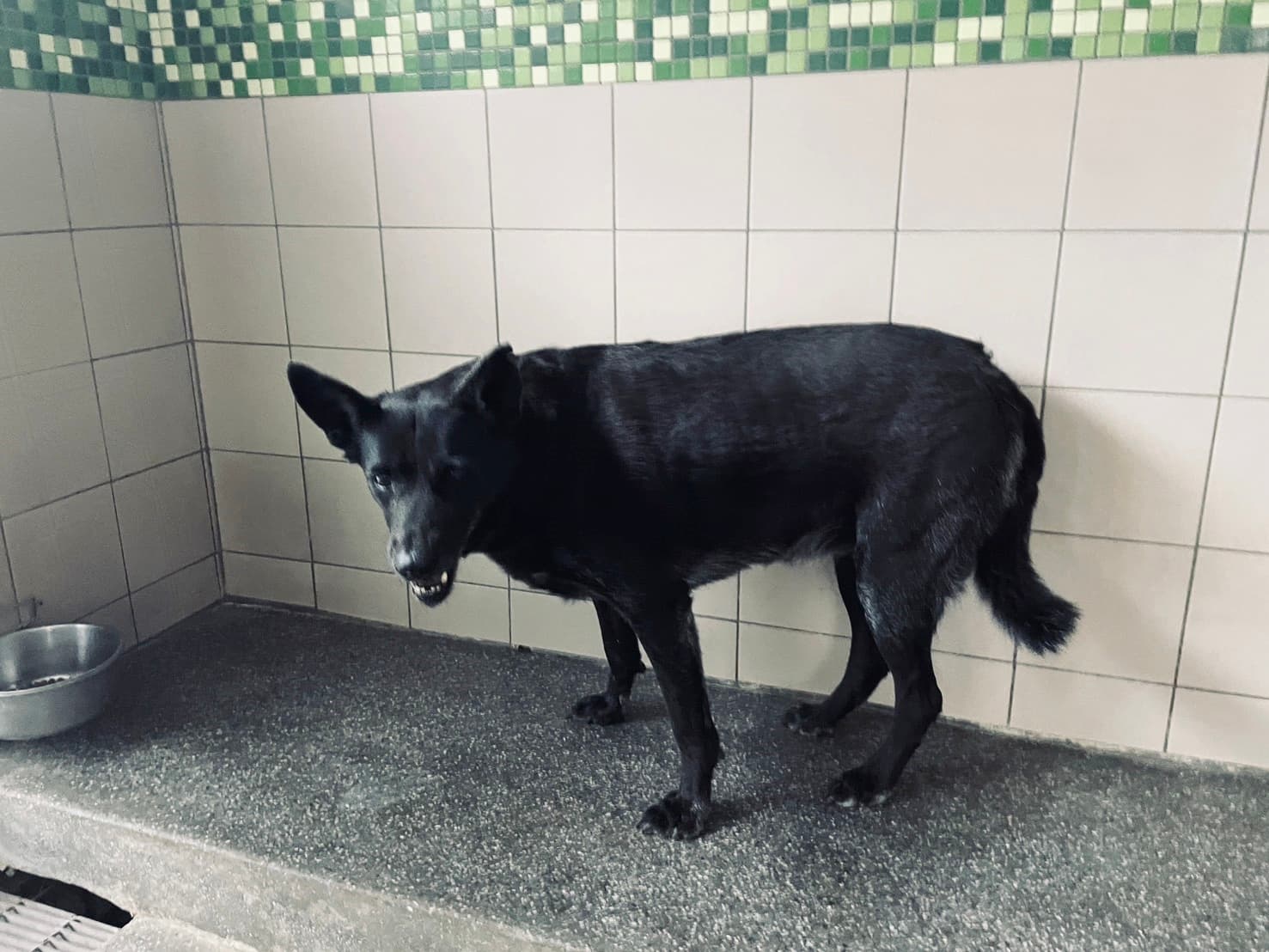 混種犬待認養照片