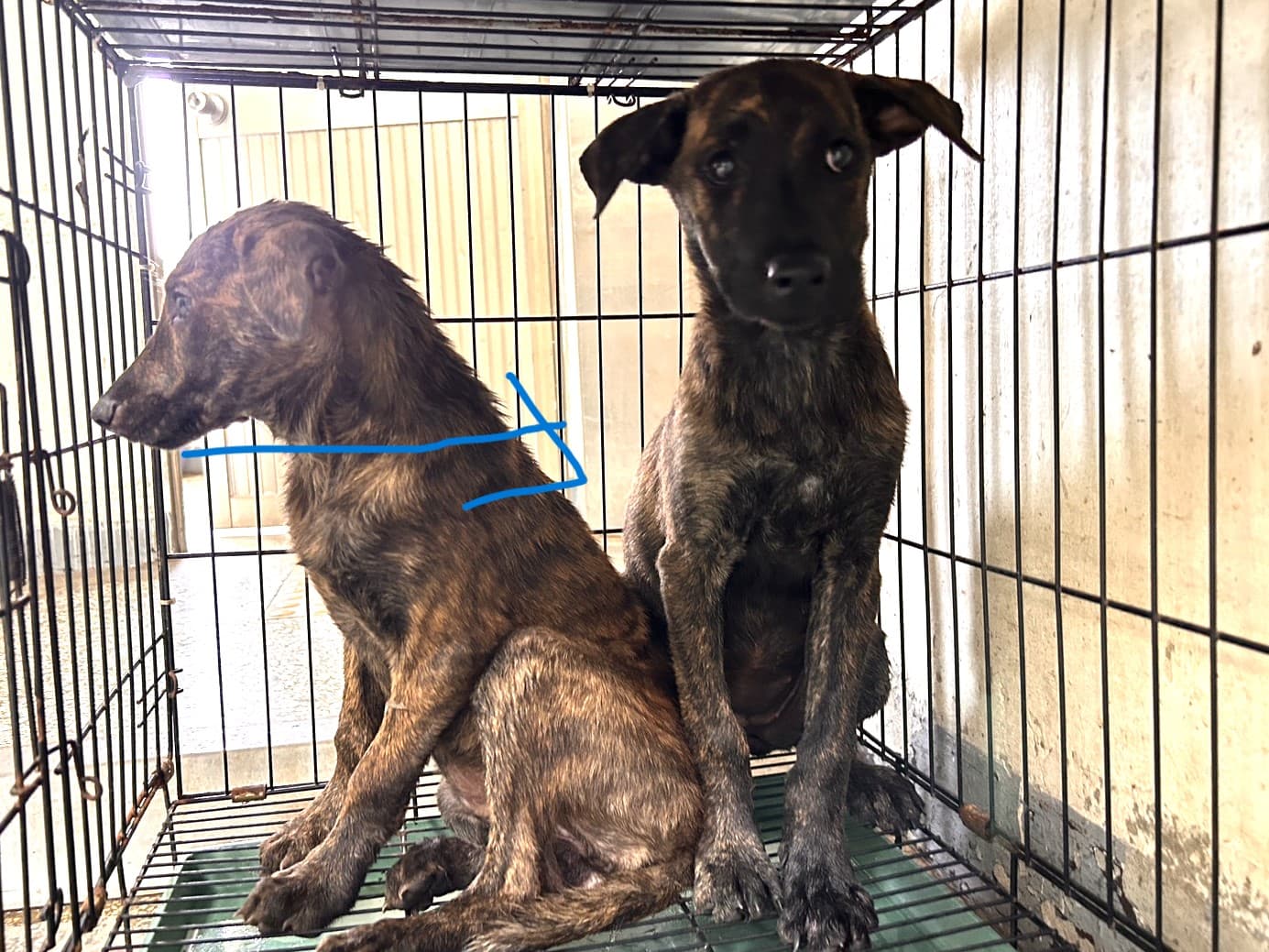 混種犬待認養照片