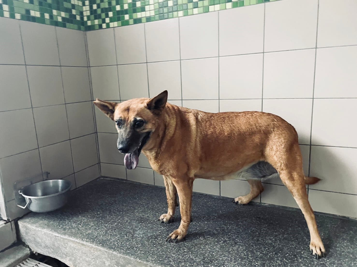 混種犬待認養照片