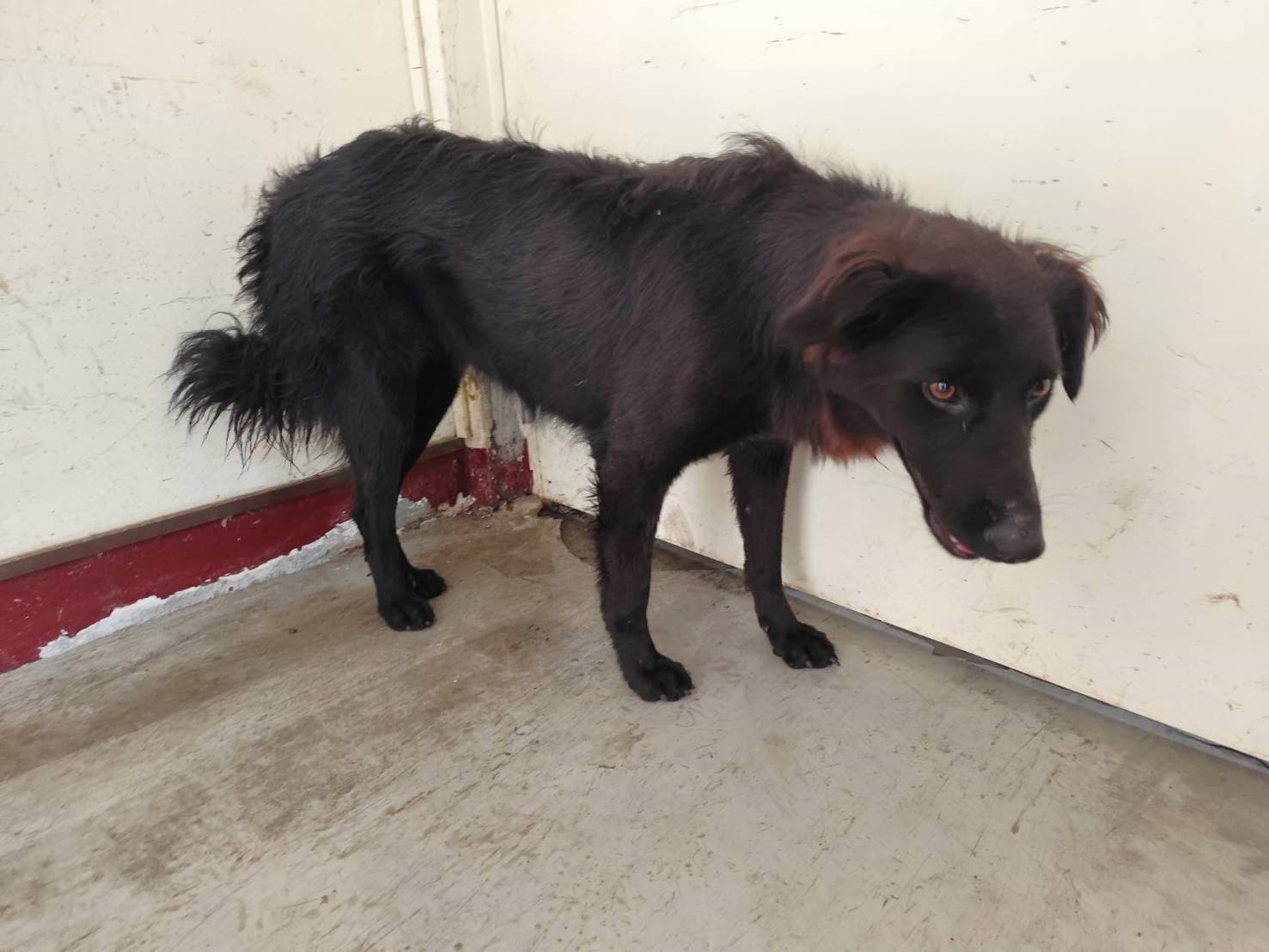混種犬待認養照片