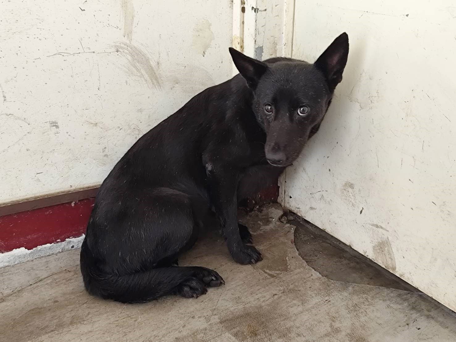 混種犬待認養照片