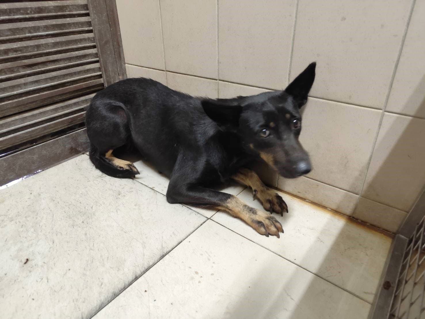 混種犬待認養照片