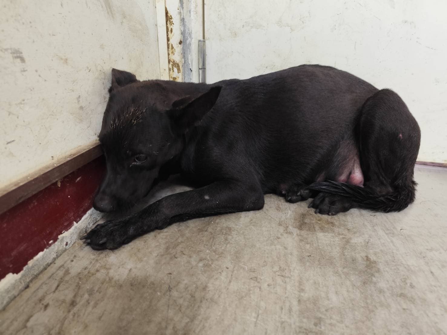 混種犬待認養照片