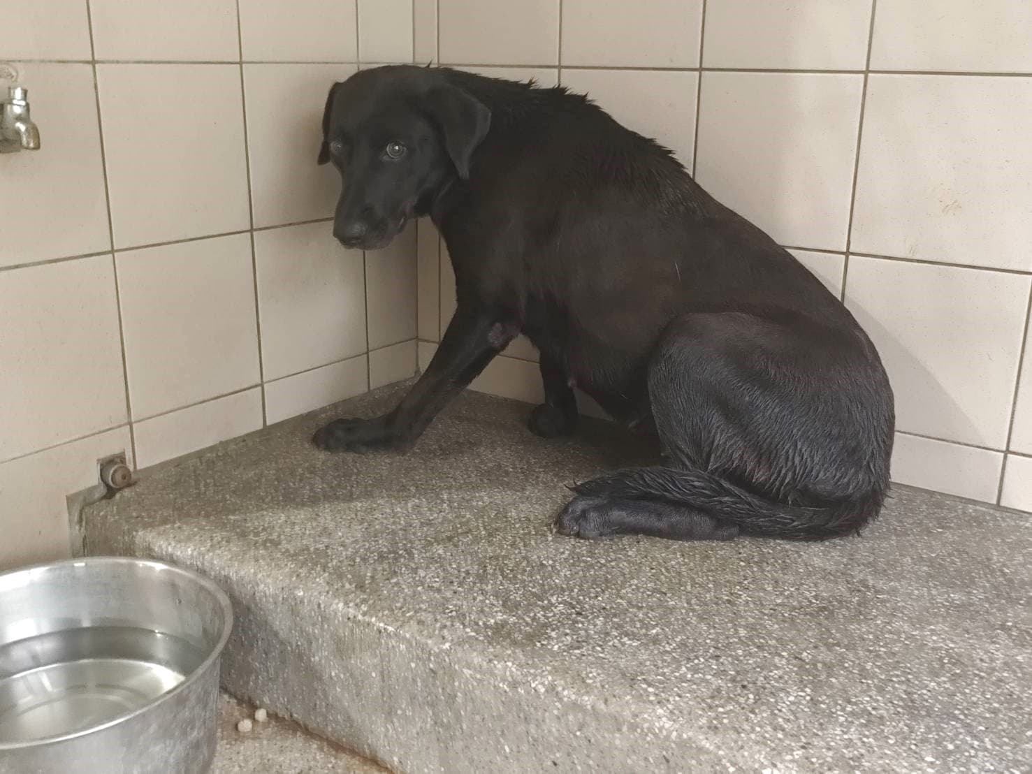 混種犬待認養照片
