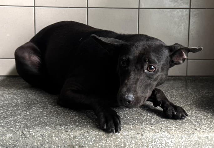 混種犬待認養照片