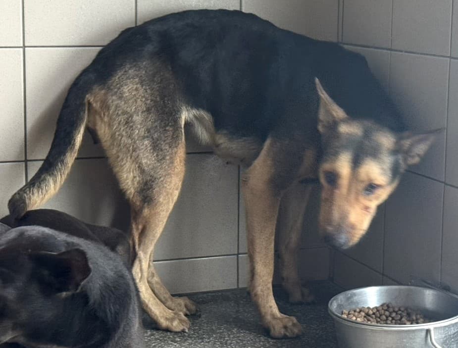 混種犬待認養照片