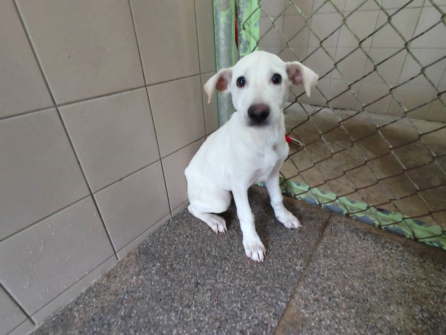 混種犬待認養照片