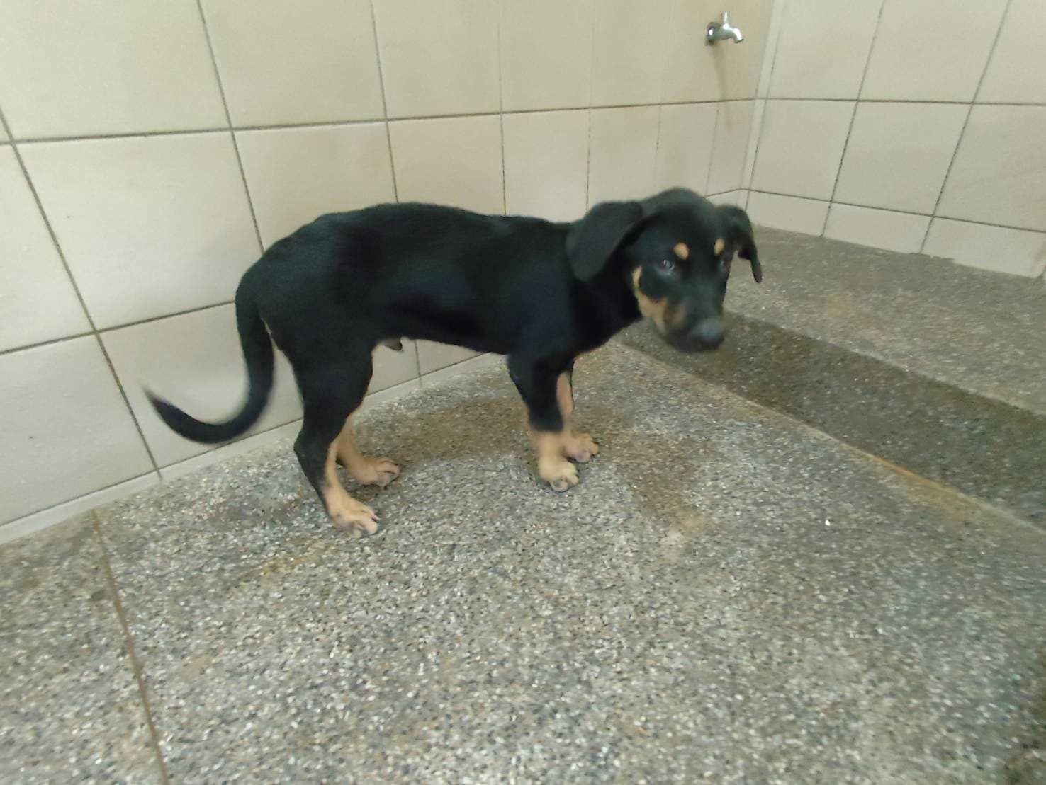 混種犬待認養照片