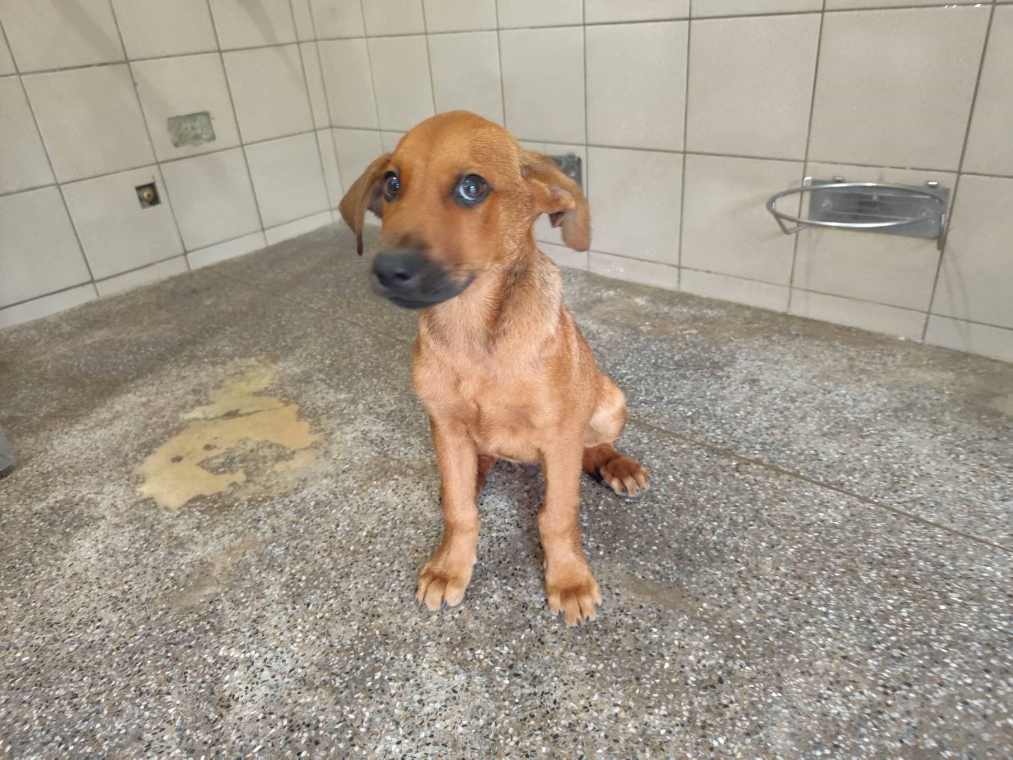 混種犬待認養照片