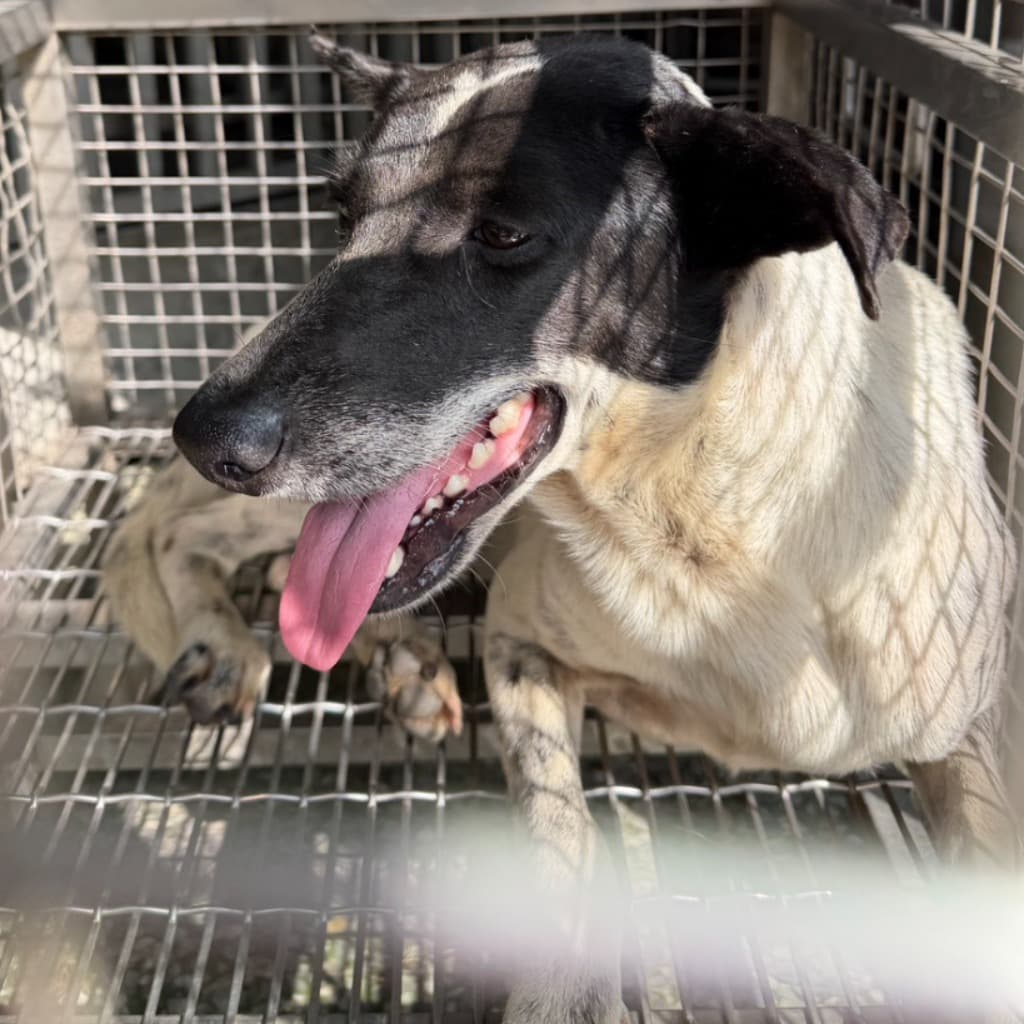 混種犬待認養照片