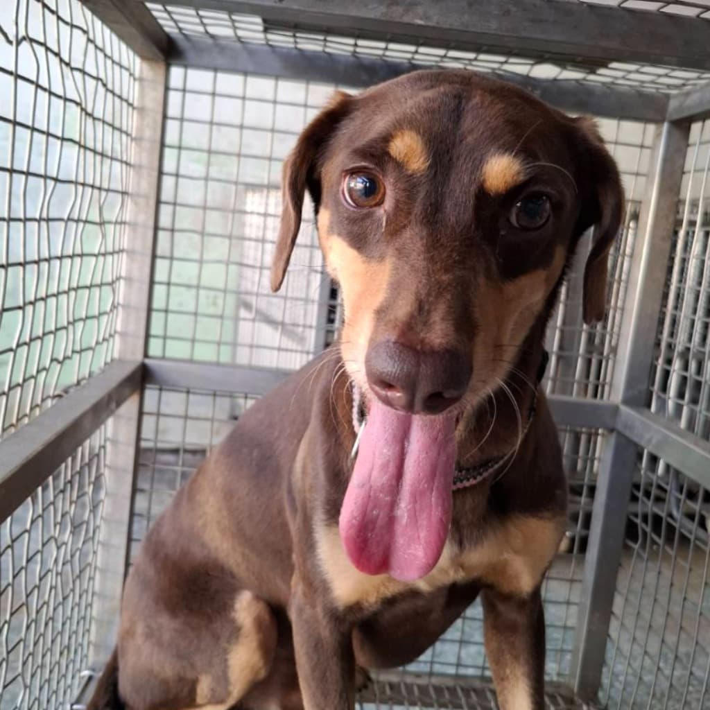 混種犬待認養照片