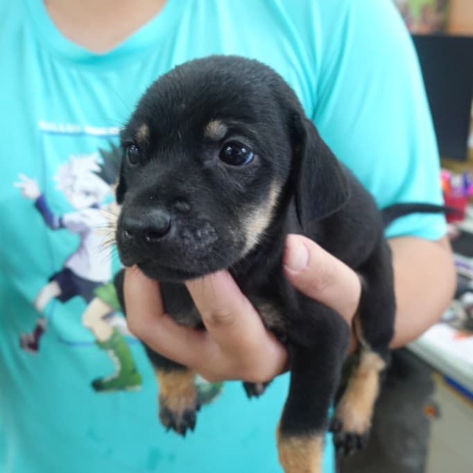 混種犬待認養照片